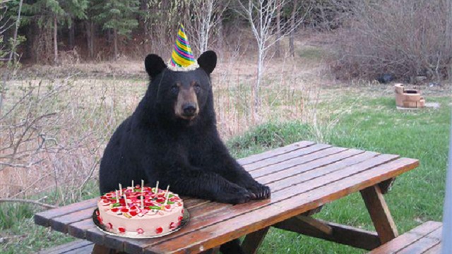 Alaska-un-ours-sinvite-à-lanniversaire-dun-enfant-et-dévore-son-gâteau-2.jpg